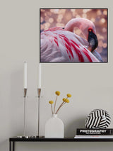 Flamingo at the Zoo Poster och Canvastavla