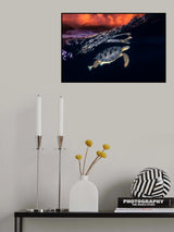 Green turtle and sunset - Sea Turtle Poster och Canvastavla