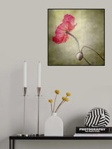 coquelicot Poster och Canvastavla