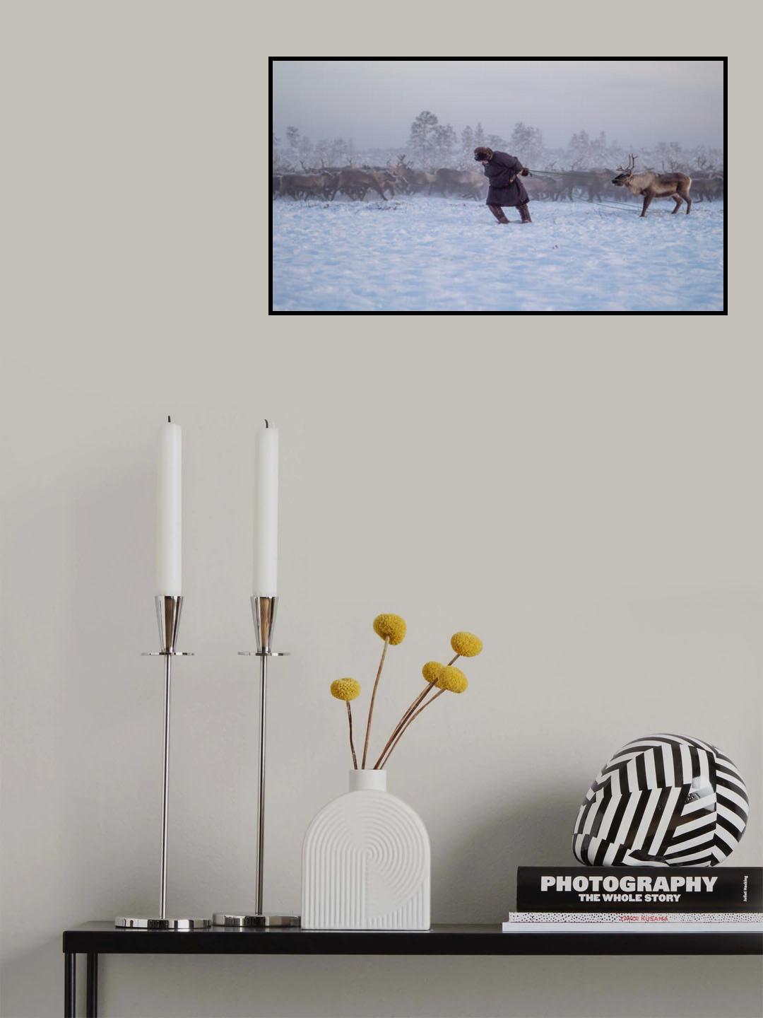 Nenet and reindeer II Poster och Canvastavla