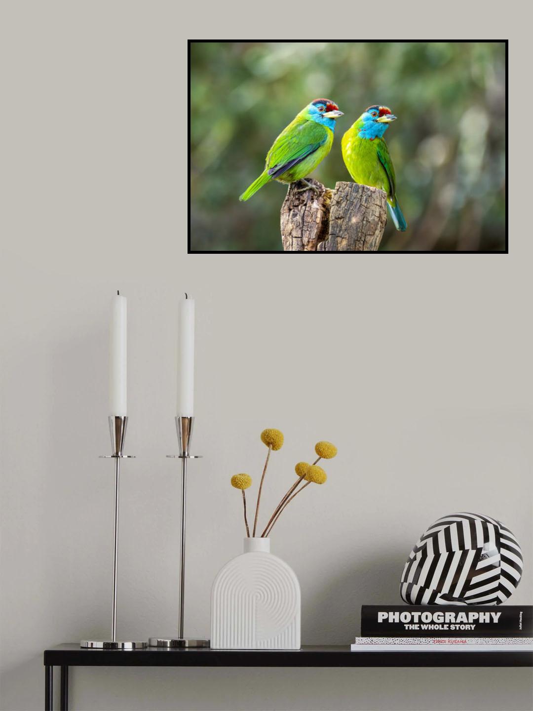 Blue-throated barbet Poster och Canvastavla