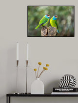 Blue-throated barbet Poster och Canvastavla