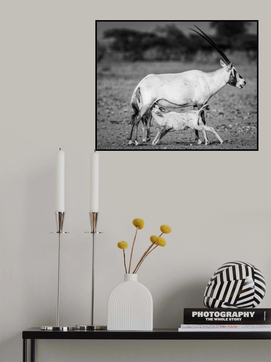 Arabian Oryx Poster och Canvastavla