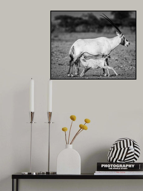 Arabian Oryx Poster och Canvastavla