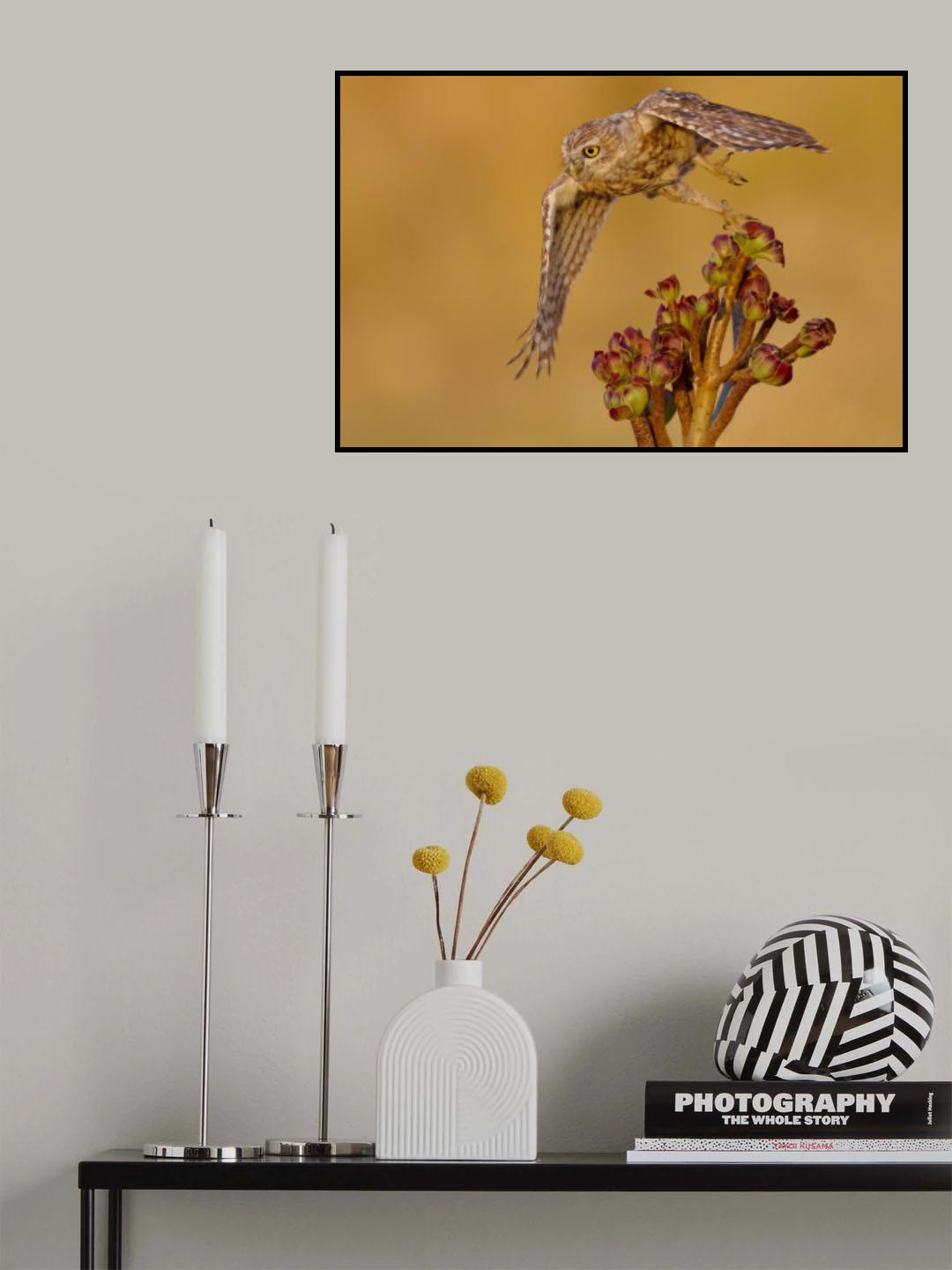 Little owl Poster och Canvastavla