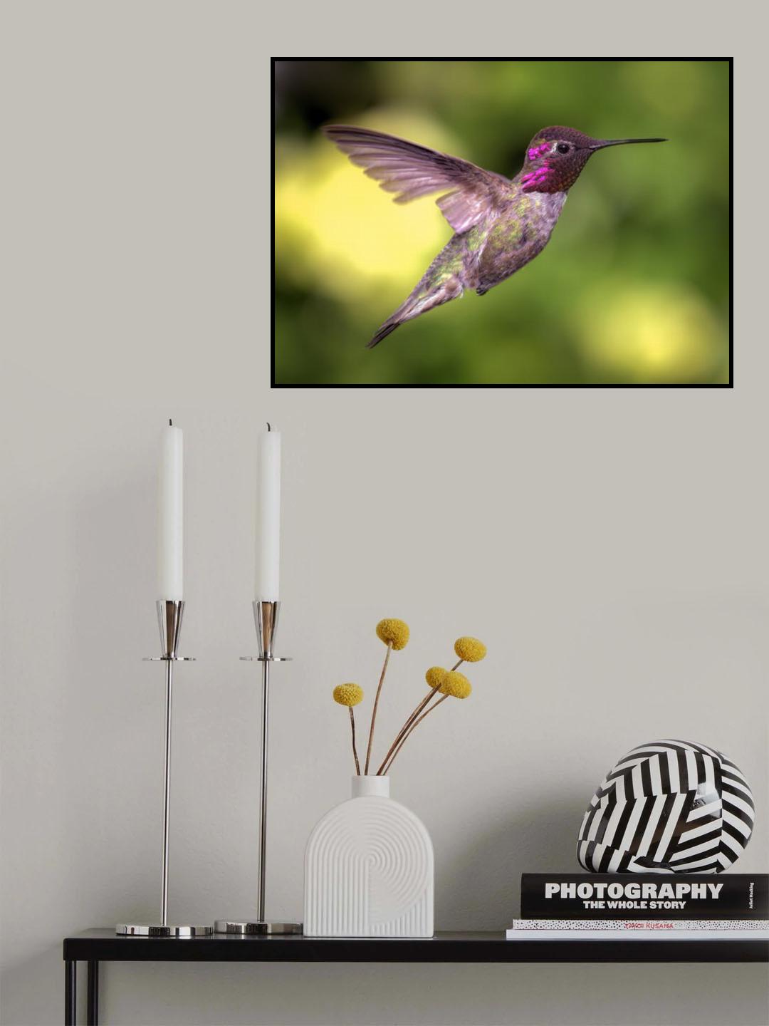 Anna's Hummingbird in Flight Poster och Canvastavla