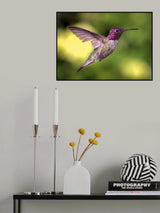 Anna's Hummingbird in Flight Poster och Canvastavla