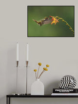 Poster och Canvastavla