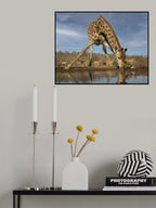 Giraffe Having a Drink Poster och Canvastavla