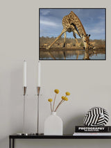 Giraffe Having a Drink Poster och Canvastavla