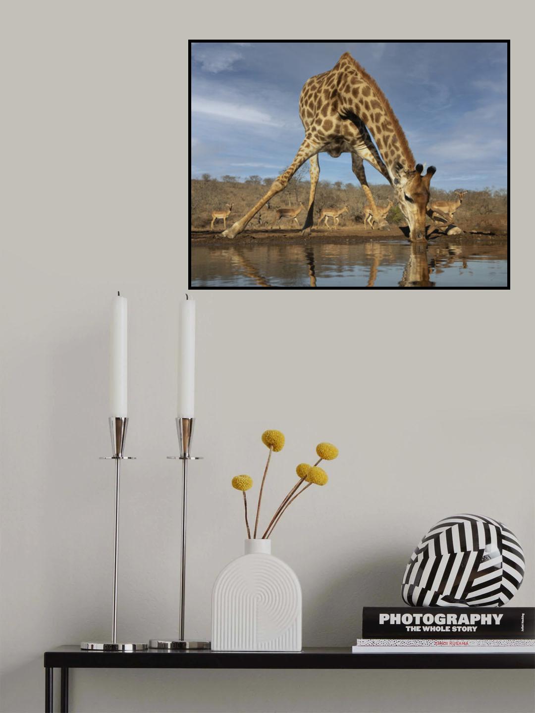 Giraffe Having a Drink Poster och Canvastavla