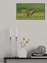 The glossy ibis Poster och Canvastavla