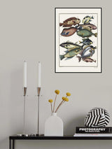 Exotic Fish (1767) By J V Schley Poster och Canvastavla