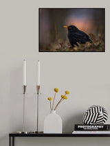 Blackbird Poster och Canvastavla