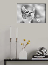 Curious Poster och Canvastavla