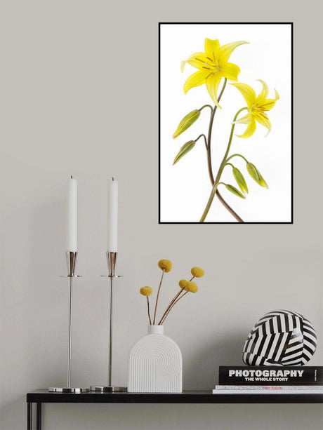 Dogtooth Violet Poster och Canvastavla