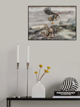 Juvenile eagles are fighting for fish Poster och Canvastavla
