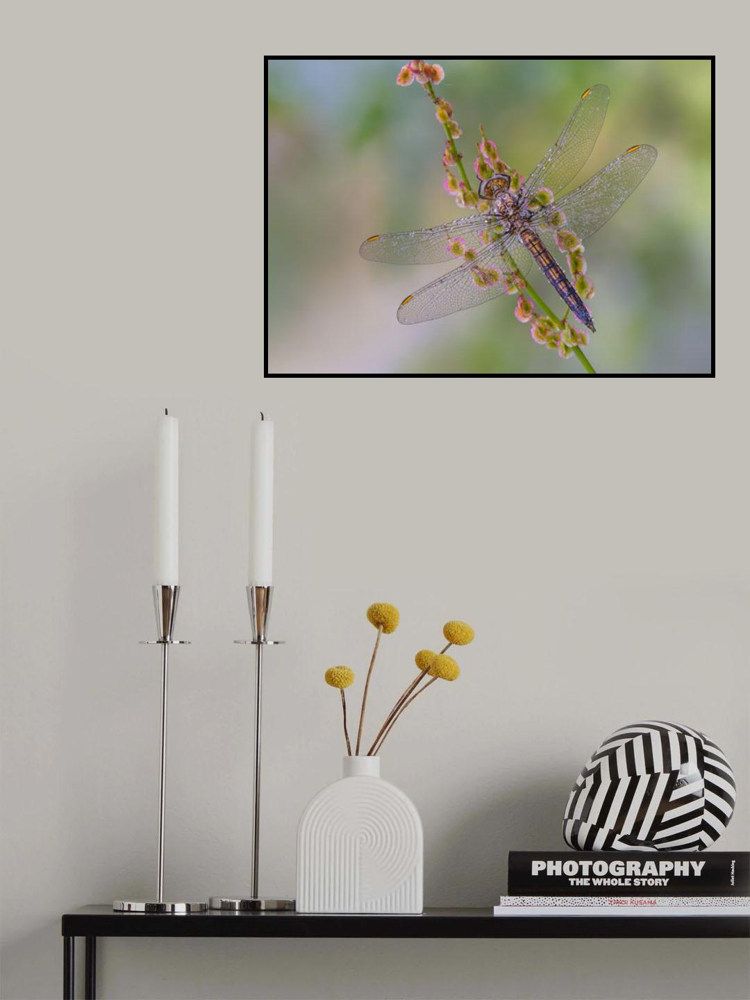 Orthetrum brunneum Poster och Canvastavla