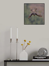 Kārearea 91 Poster och Canvastavla