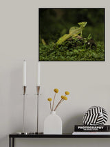 Basiliscus Lizard Poster och Canvastavla