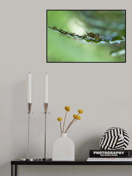 New Born of Insects Poster och Canvastavla