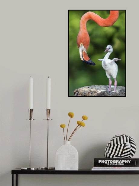 Flamingo with chick Poster och Canvastavla