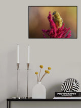 Goldfinch Poster och Canvastavla