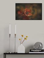 Brown Argus Poster och Canvastavla