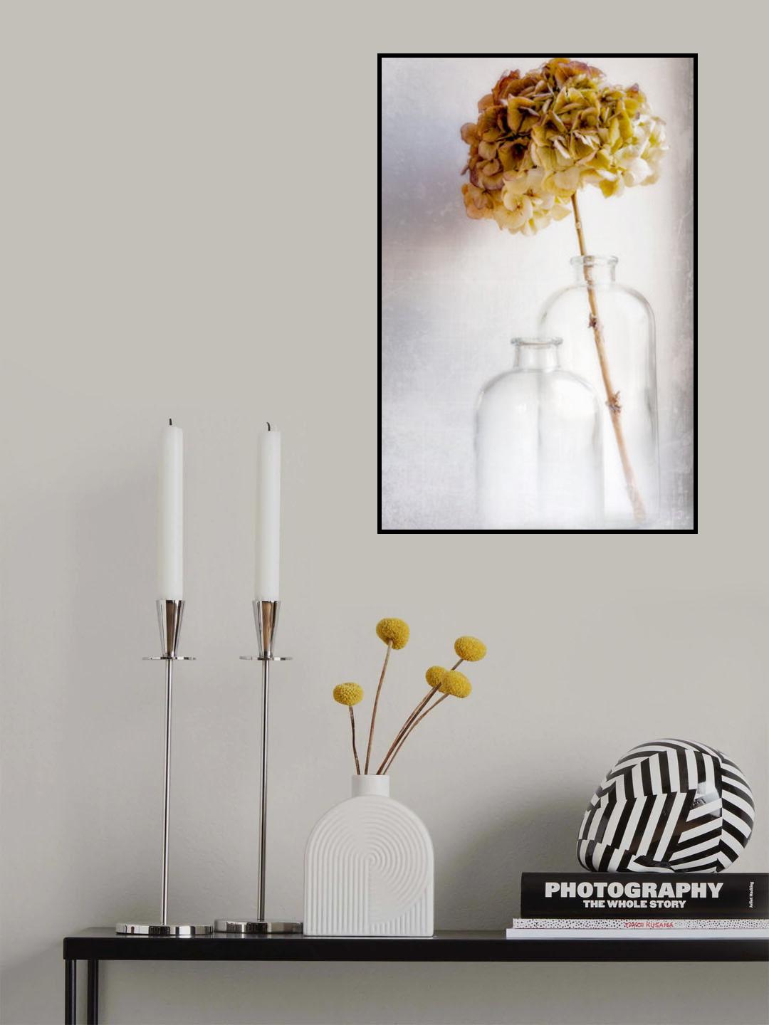 hydrangea Poster och Canvastavla