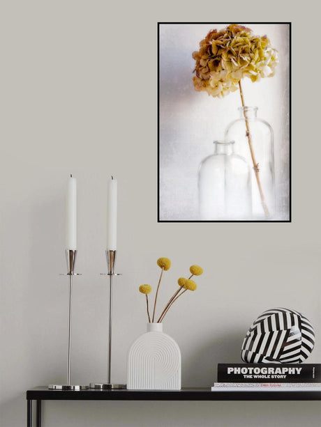 hydrangea Poster och Canvastavla