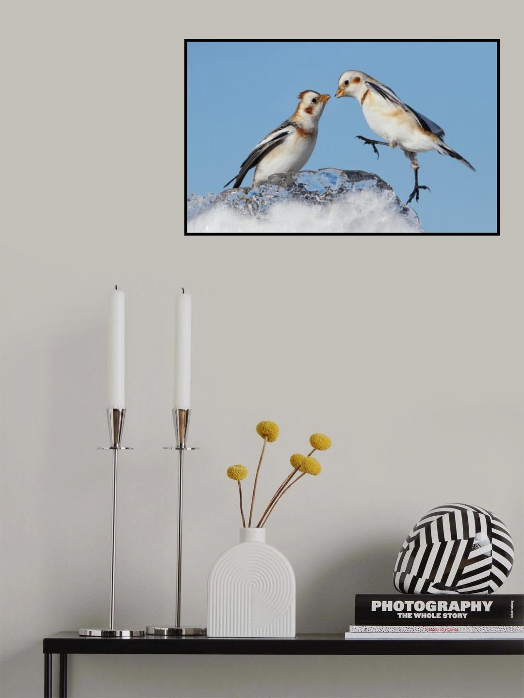 Snow Buntings Poster och Canvastavla