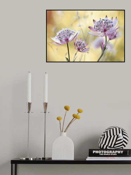 Astrantia Major Poster och Canvastavla