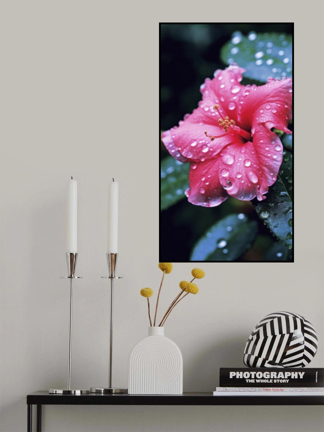 Pink Hibiscus Poster och Canvastavla