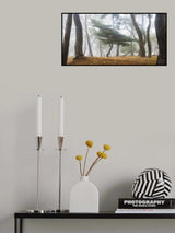 In The Misty Pine Forest Poster och Canvastavla