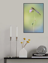 Sympecma fusca Poster och Canvastavla