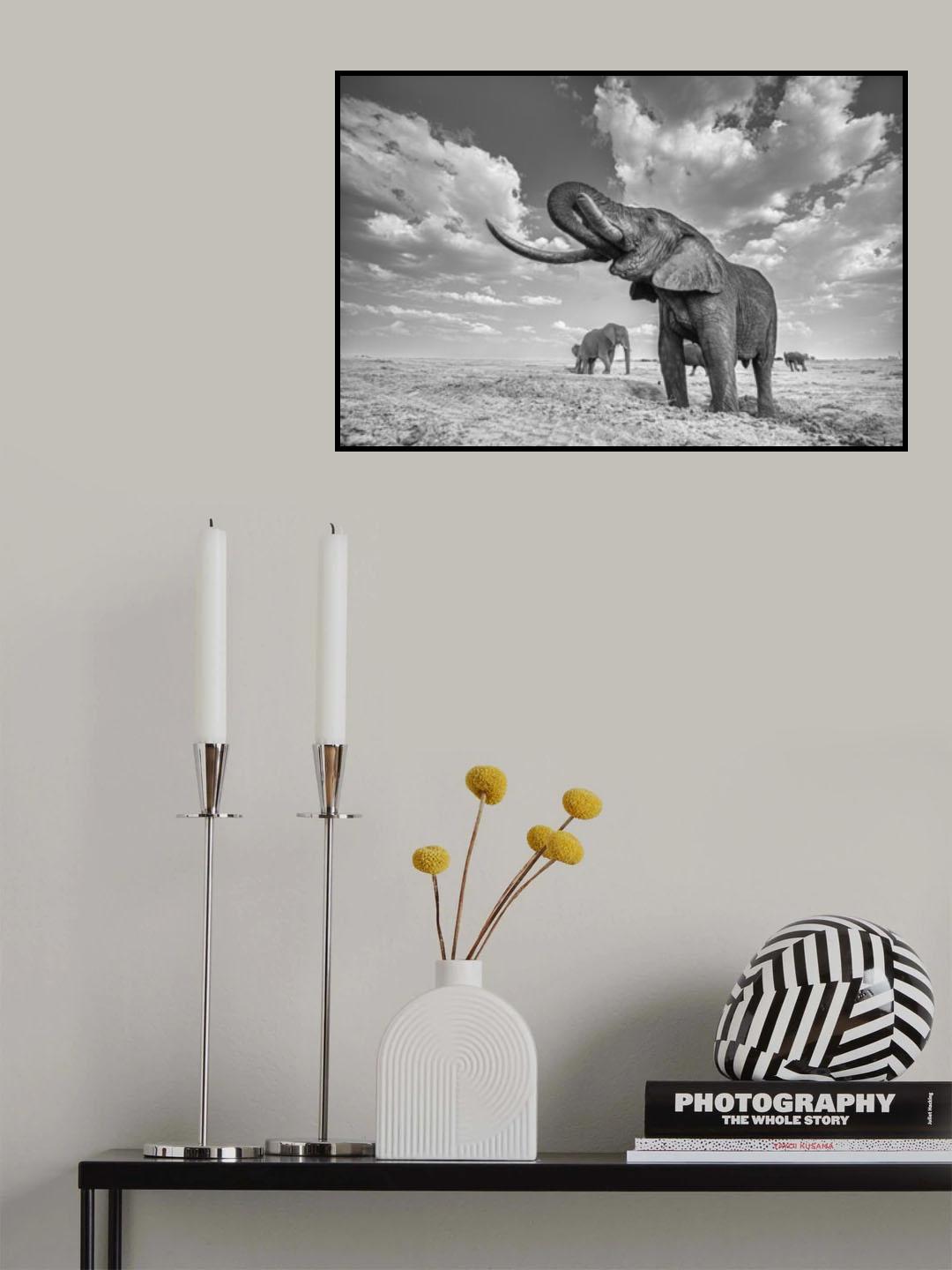 Elephant drinking Poster och Canvastavla