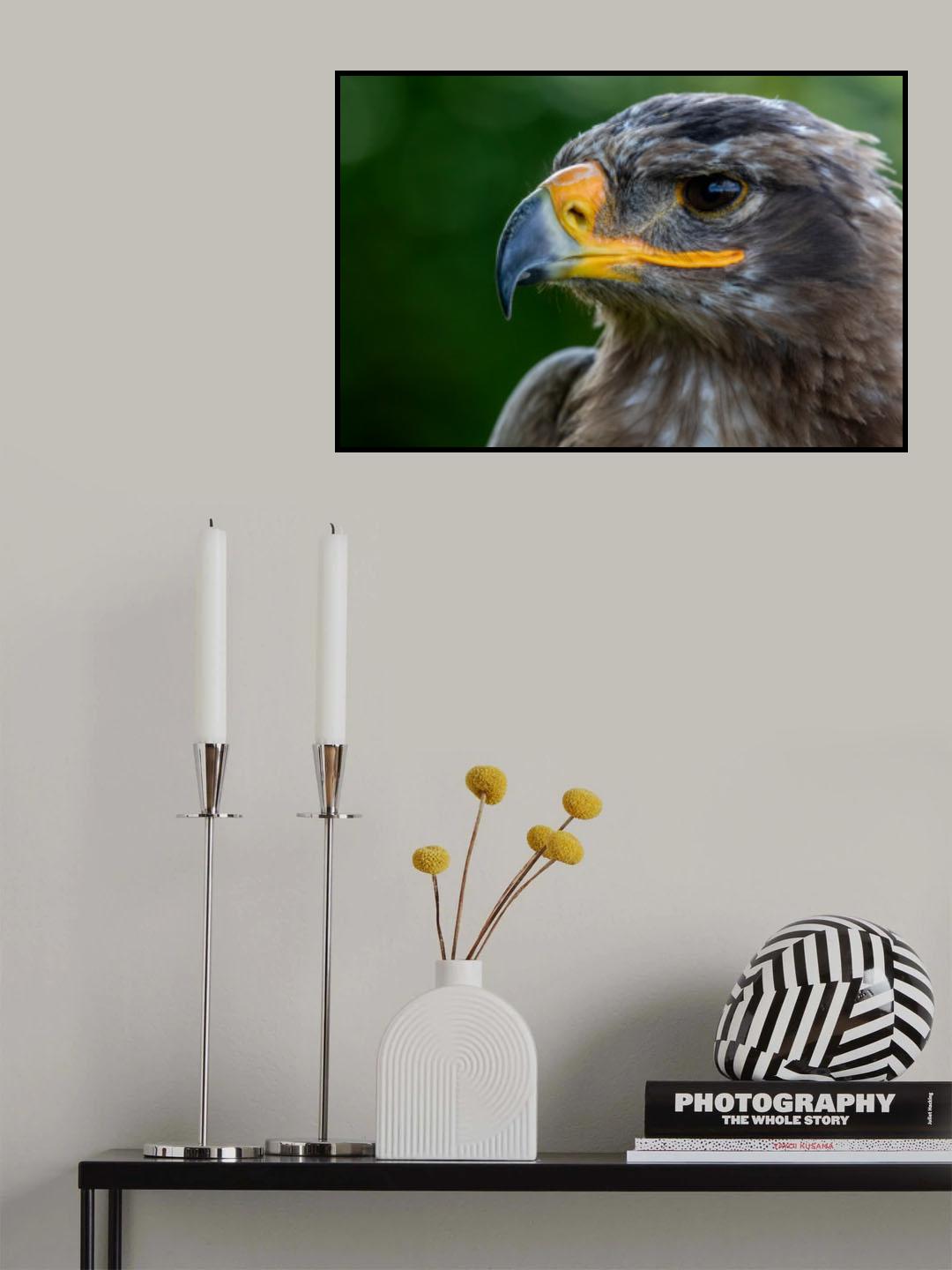 Eagle eyes Poster och Canvastavla