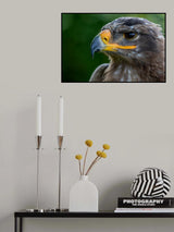 Eagle eyes Poster och Canvastavla