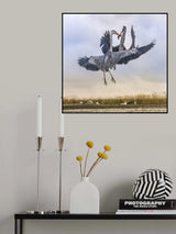Battling for fish Poster och Canvastavla