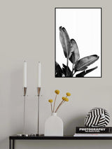Bird of Paradise Plant Black and White 03 Poster och Canvastavla