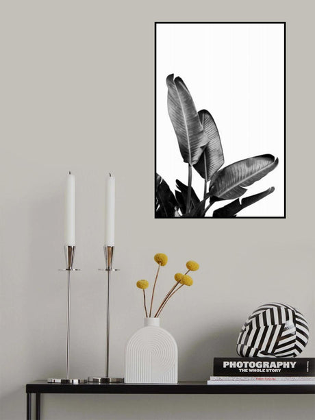 Bird of Paradise Plant Black and White 03 Poster och Canvastavla