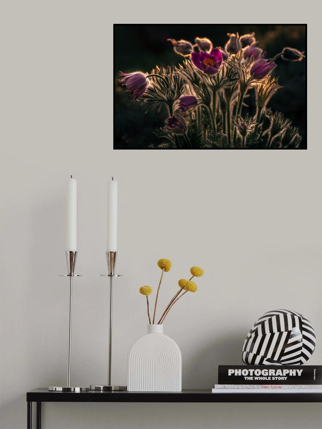 Pulsatilla - Pasque flower Poster och Canvastavla