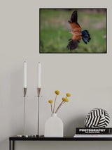 Spectacular kestrel in rapid fading towards prey Poster och Canvastavla