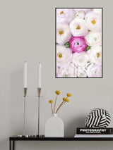 Singular ranunculus in hot pink Poster och Canvastavla