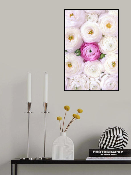Singular ranunculus in hot pink Poster och Canvastavla