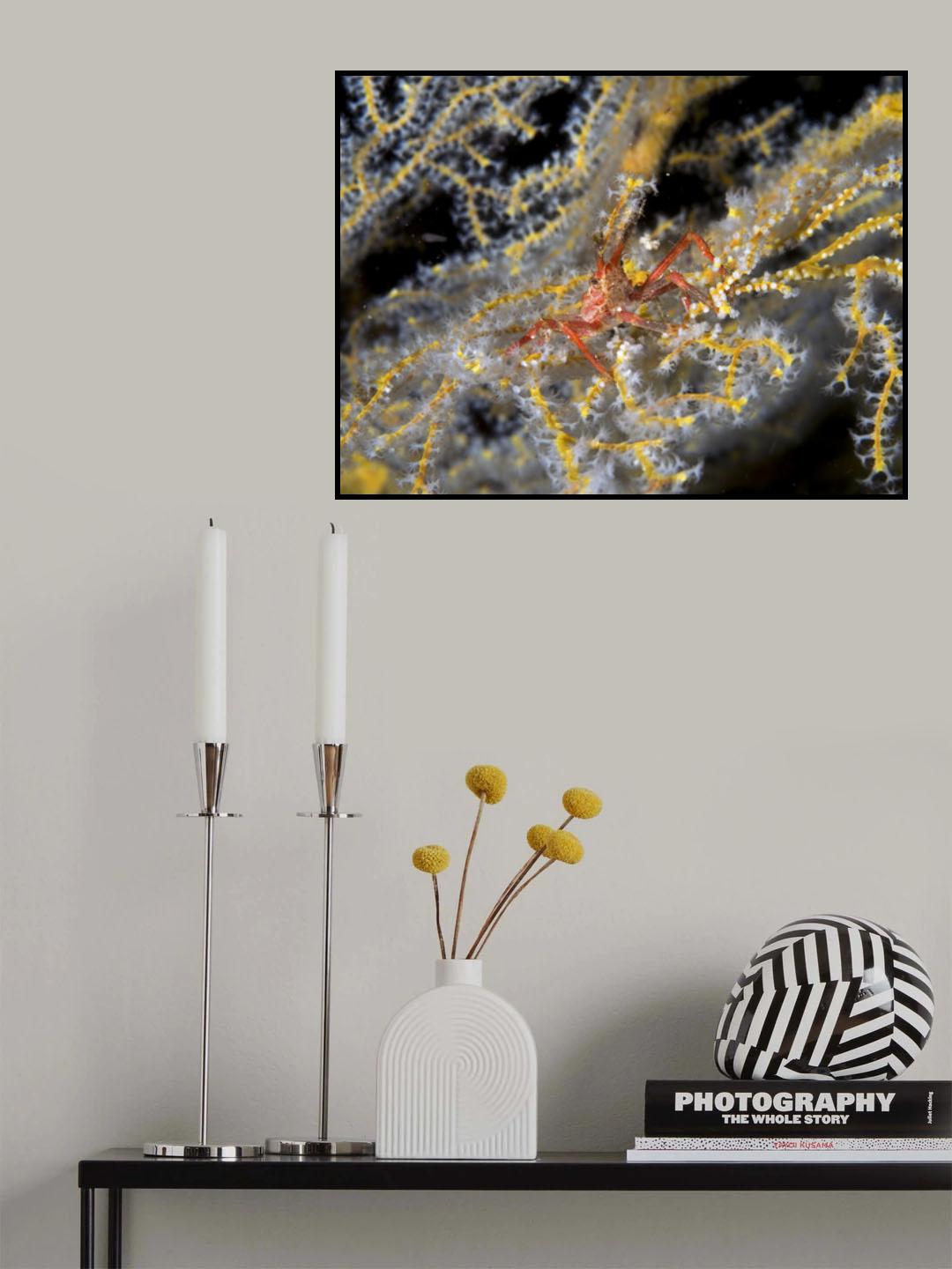 Decorator Crab Poster och Canvastavla