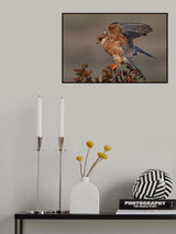 Red Foot Kestrel - Female Poster och Canvastavla
