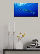 Playing with the Whale Shark Poster och Canvastavla