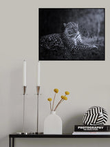 Pantera Pardus or leopard 2 7R47463BN Poster och Canvastavla