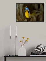 Clown Fish Poster och Canvastavla